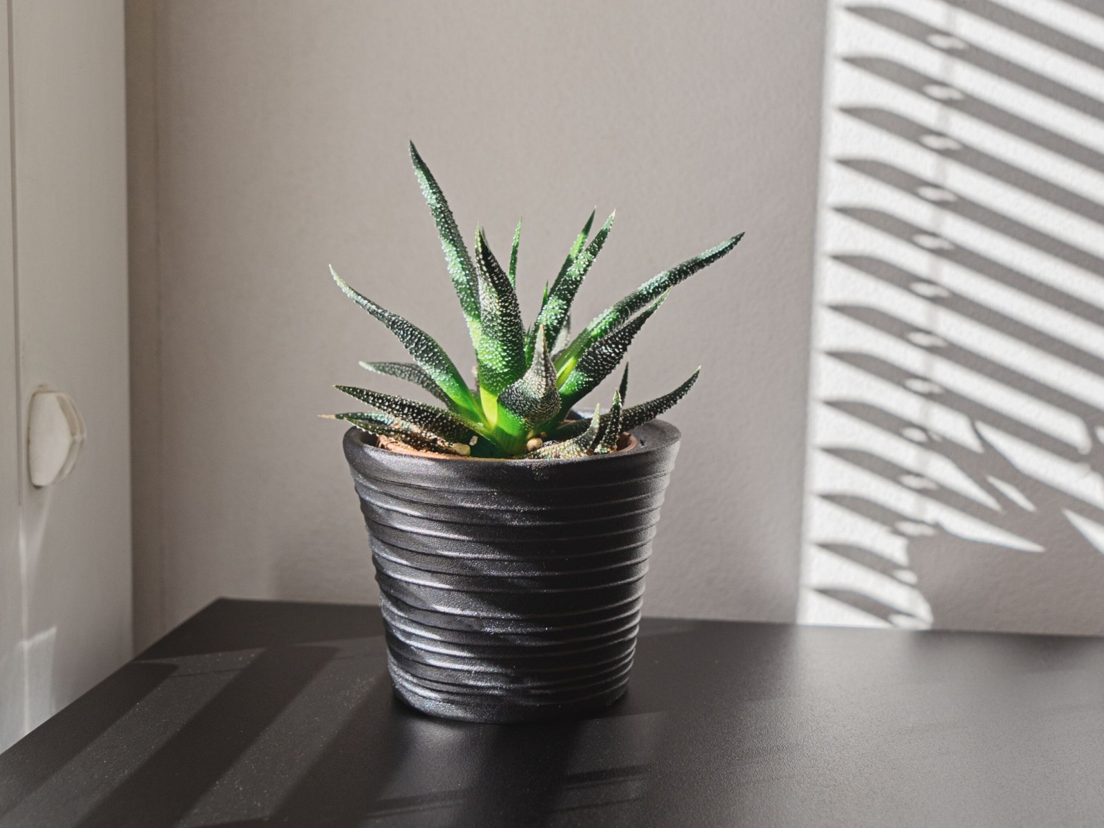 Plant in a pot